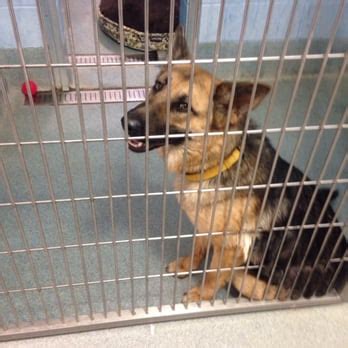 Pg county animal shelter - Clarke County Animal Shelter, Grove Hill, Alabama. 9,247 likes · 813 talking about this · 751 were here. County Animal Shelter, CCAS Intake of stray animals from Clarke County Adoption Fee: Dog $150...
